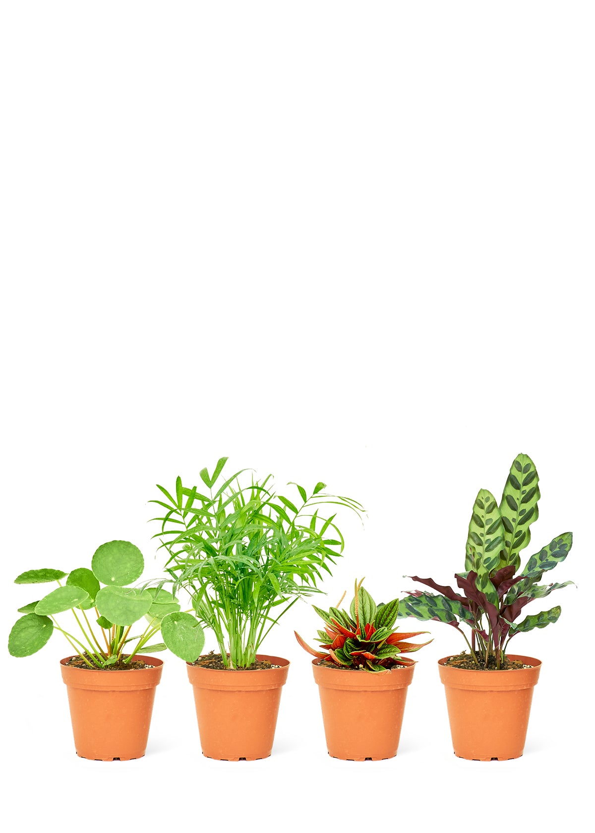 Pet Friendly Assorted Box, Small 4-Pack – plantywoo