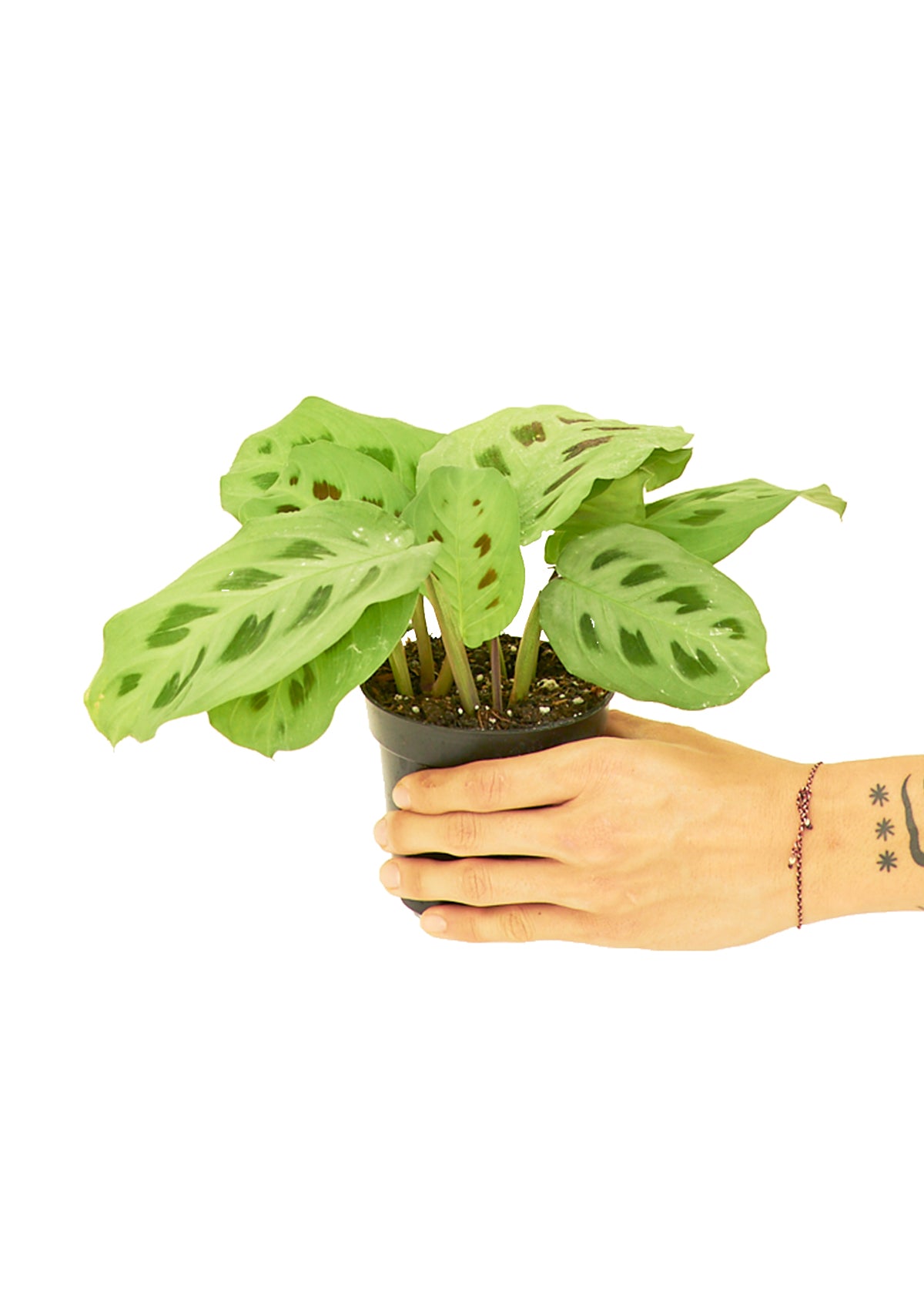 prayer plant new leaves small Prayer Plant 'Beauty Kim', Small – plantywoo