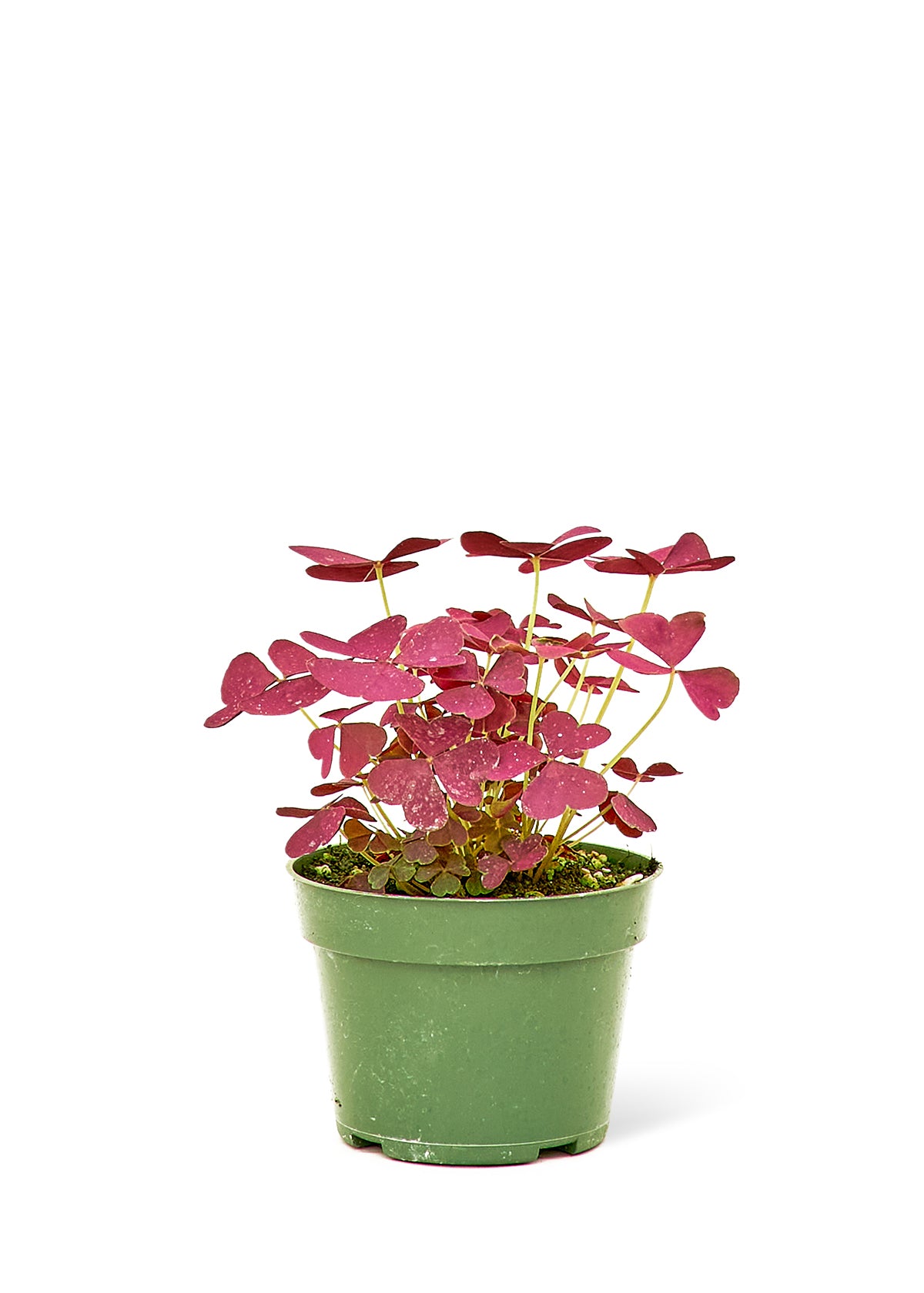 false shamrock house plant False Shamrock, Small – plantywoo