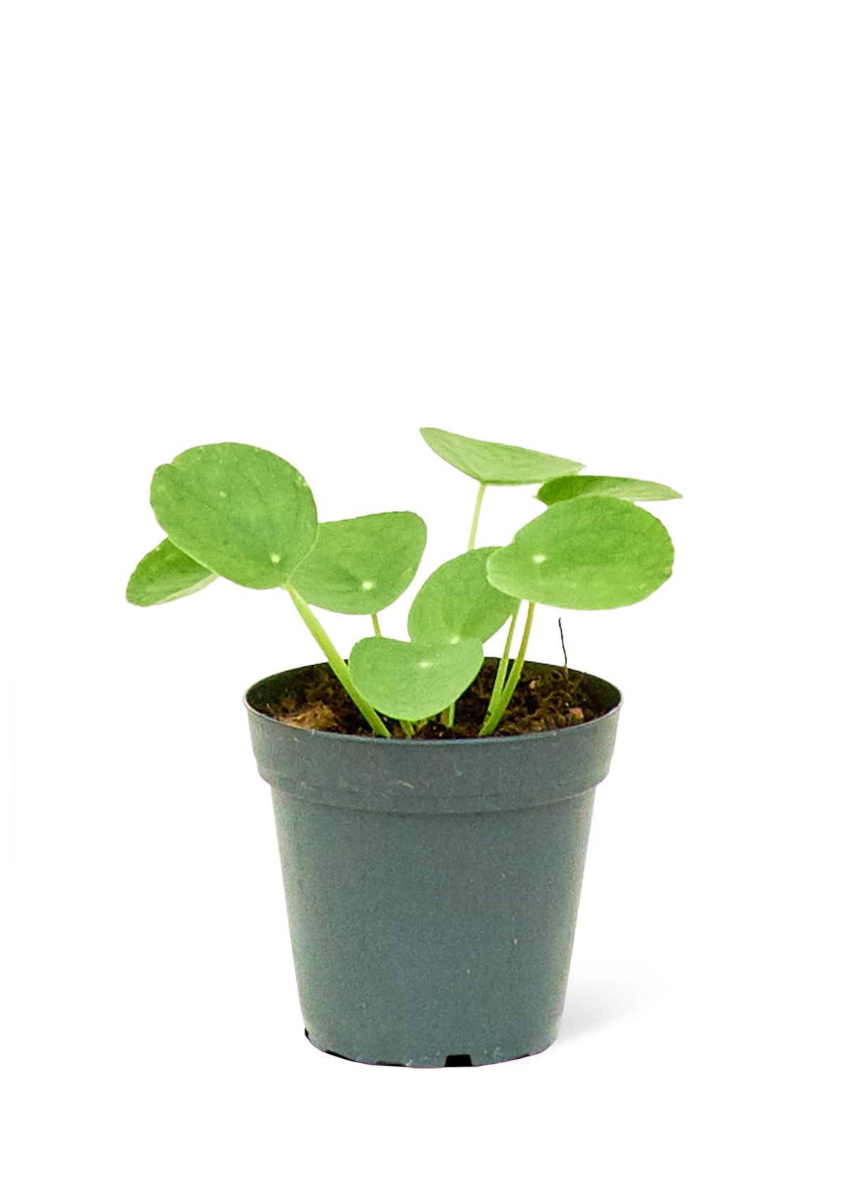 chinese money plants near me Chinese Money Plant, Small – plantywoo