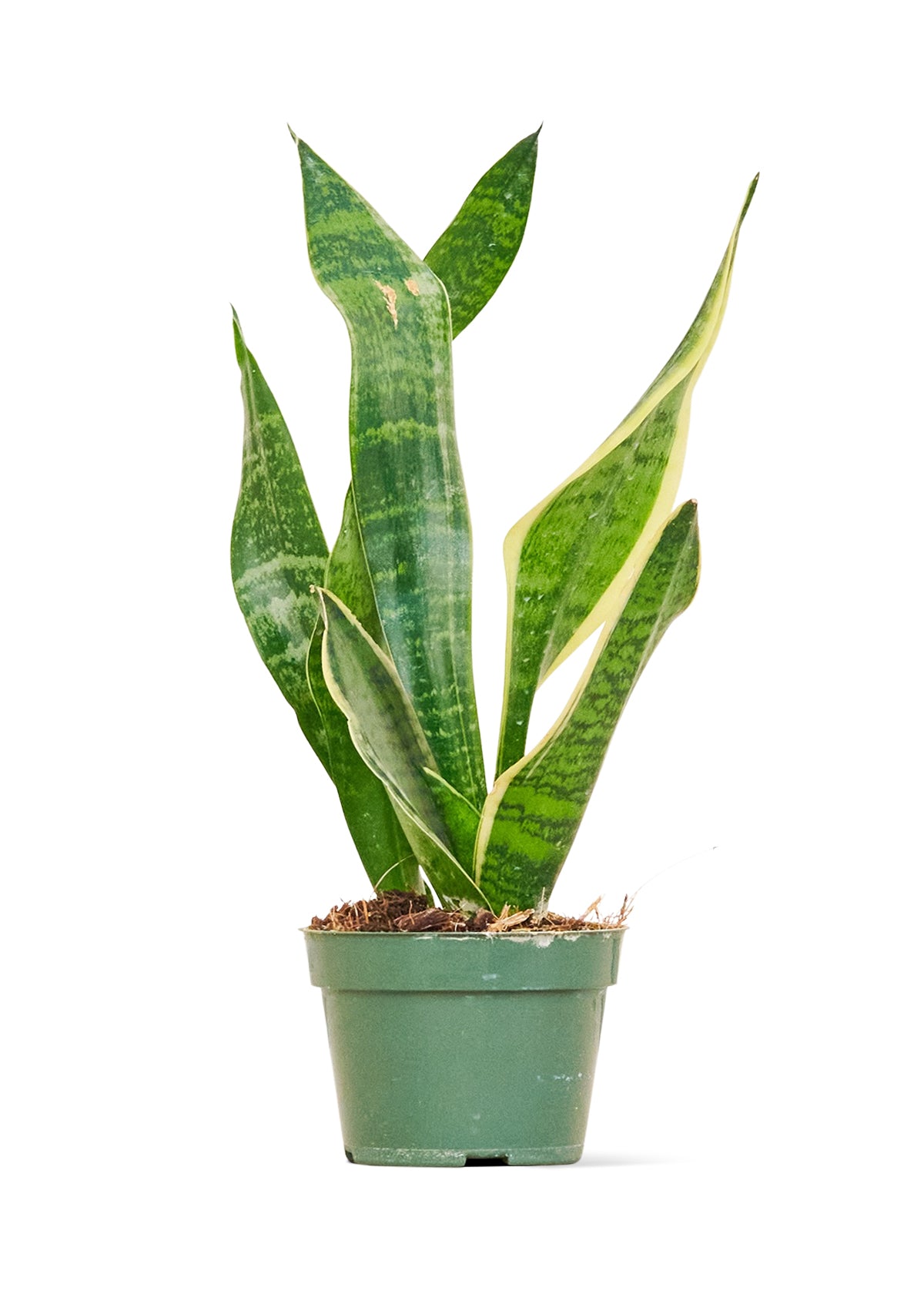 spider plant snake plant Snake Plant 'Laurentii', Small – plantywoo