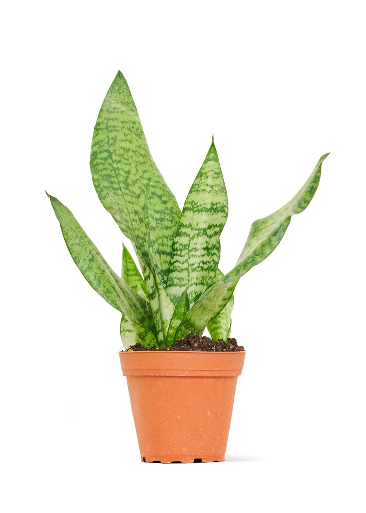 snake plant in spanish Snake Plant 'Zeylanica', Small – plantywoo