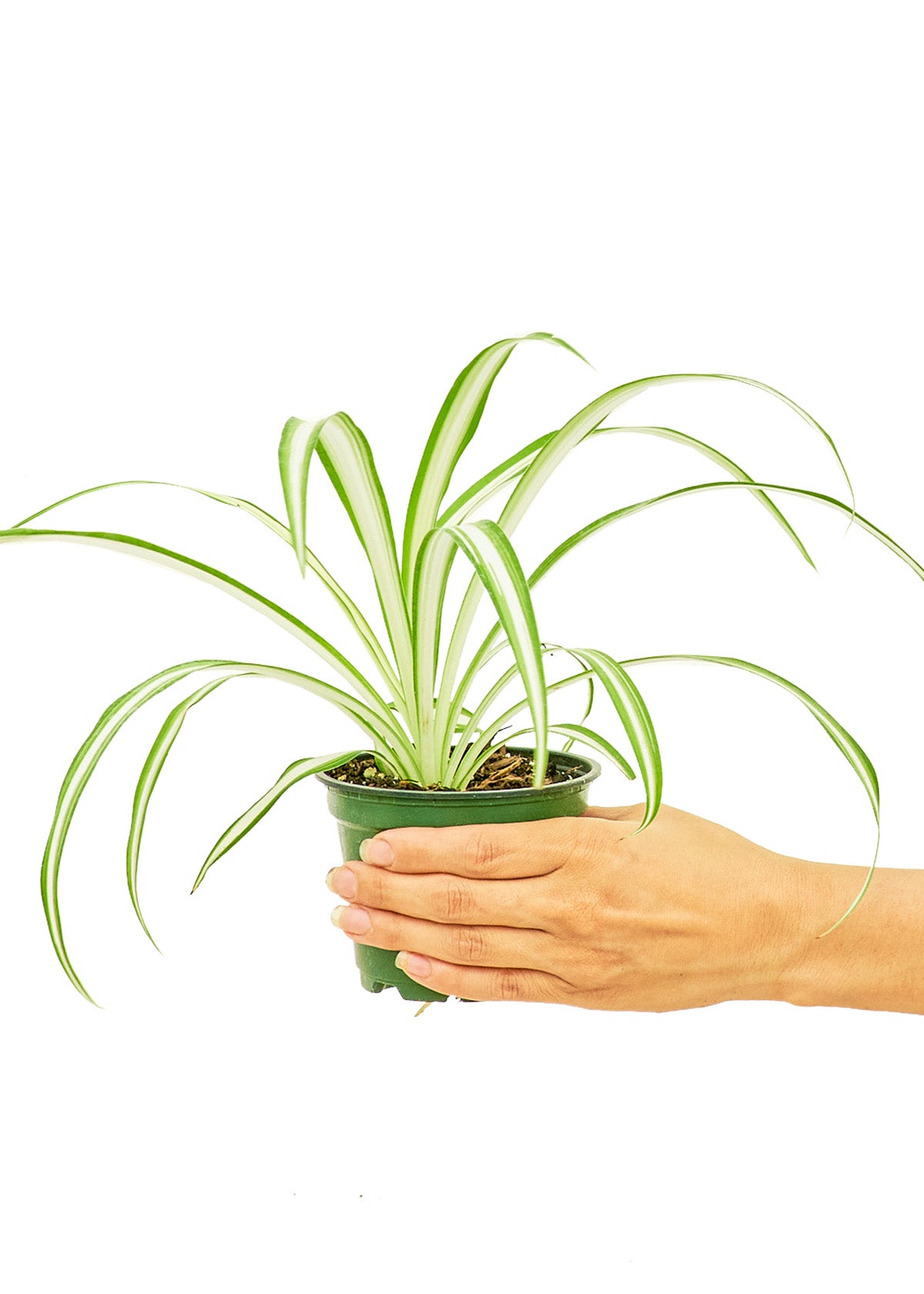 spider plant small Spider Plant, Small