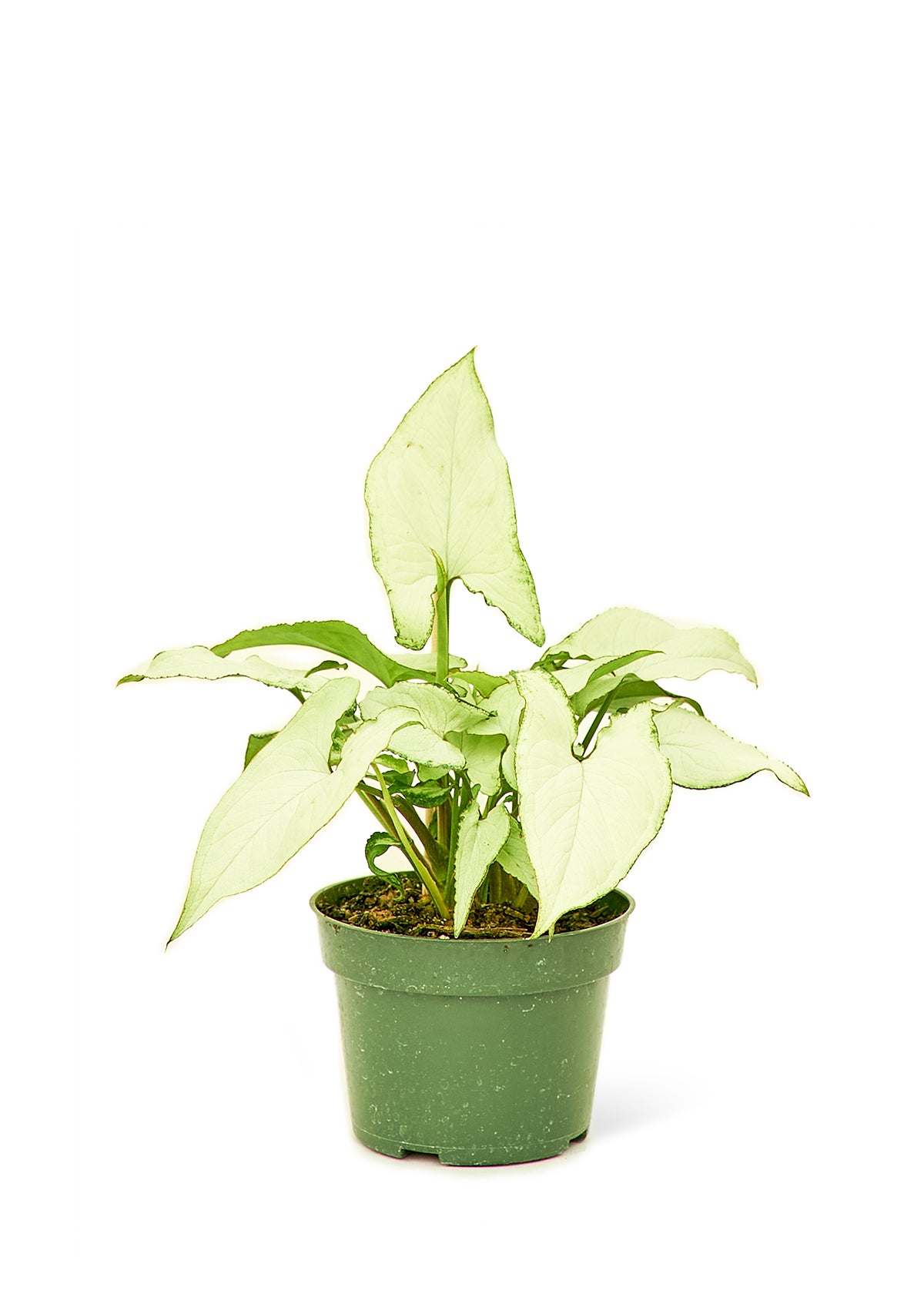 arrowhead plant pot size White Arrowhead Plant, Small – plantywoo