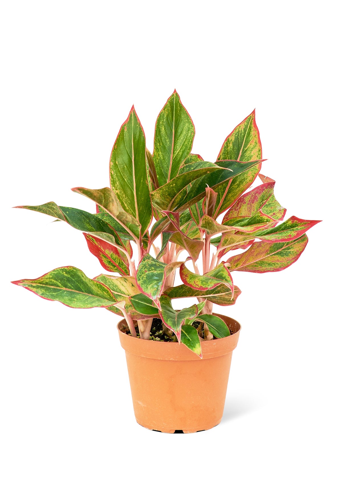 red chinese evergreen live indoor plant Red Chinese Evergreen, Medium