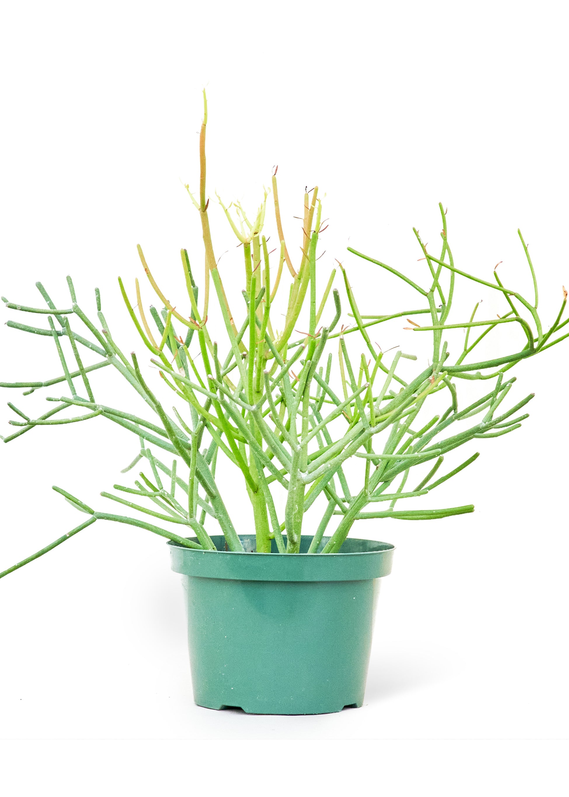 giant pencil cactus Pencil Cactus, Large – plantywoo