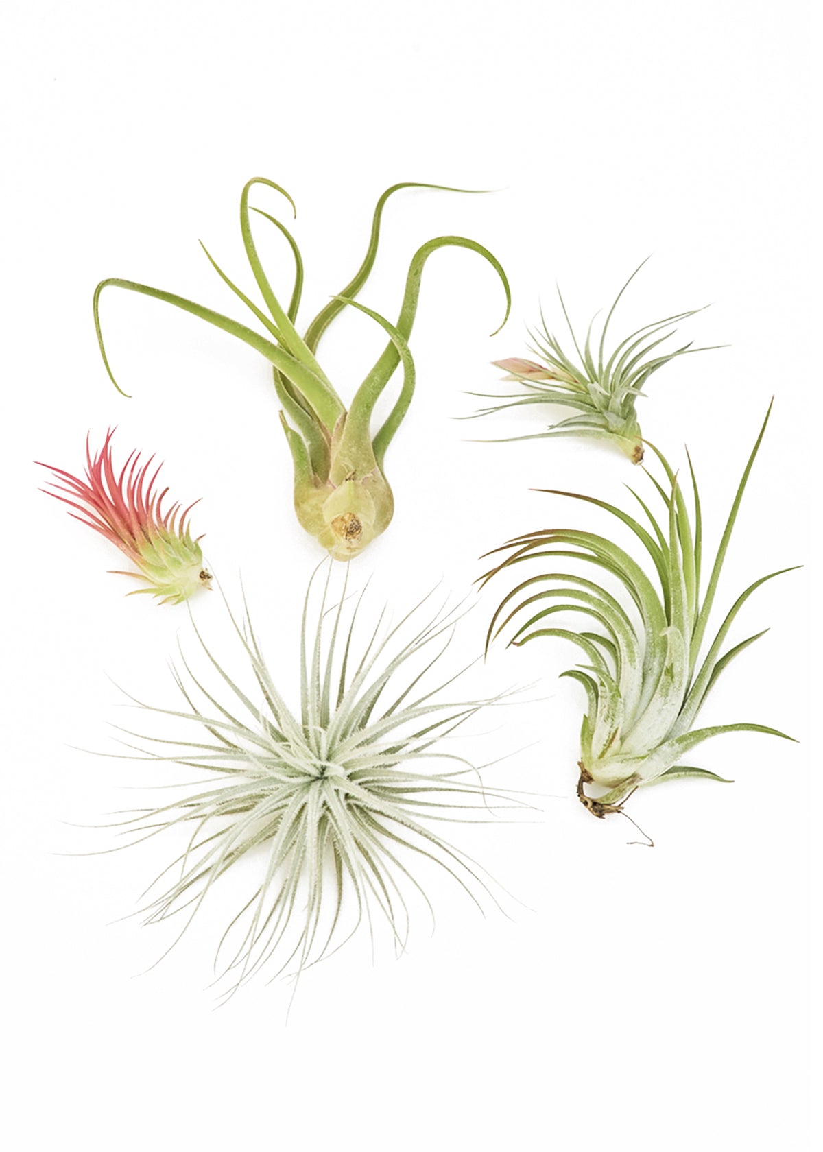 air plant subscription box Mystery Air Plant Box 5-Pack – plantywoo