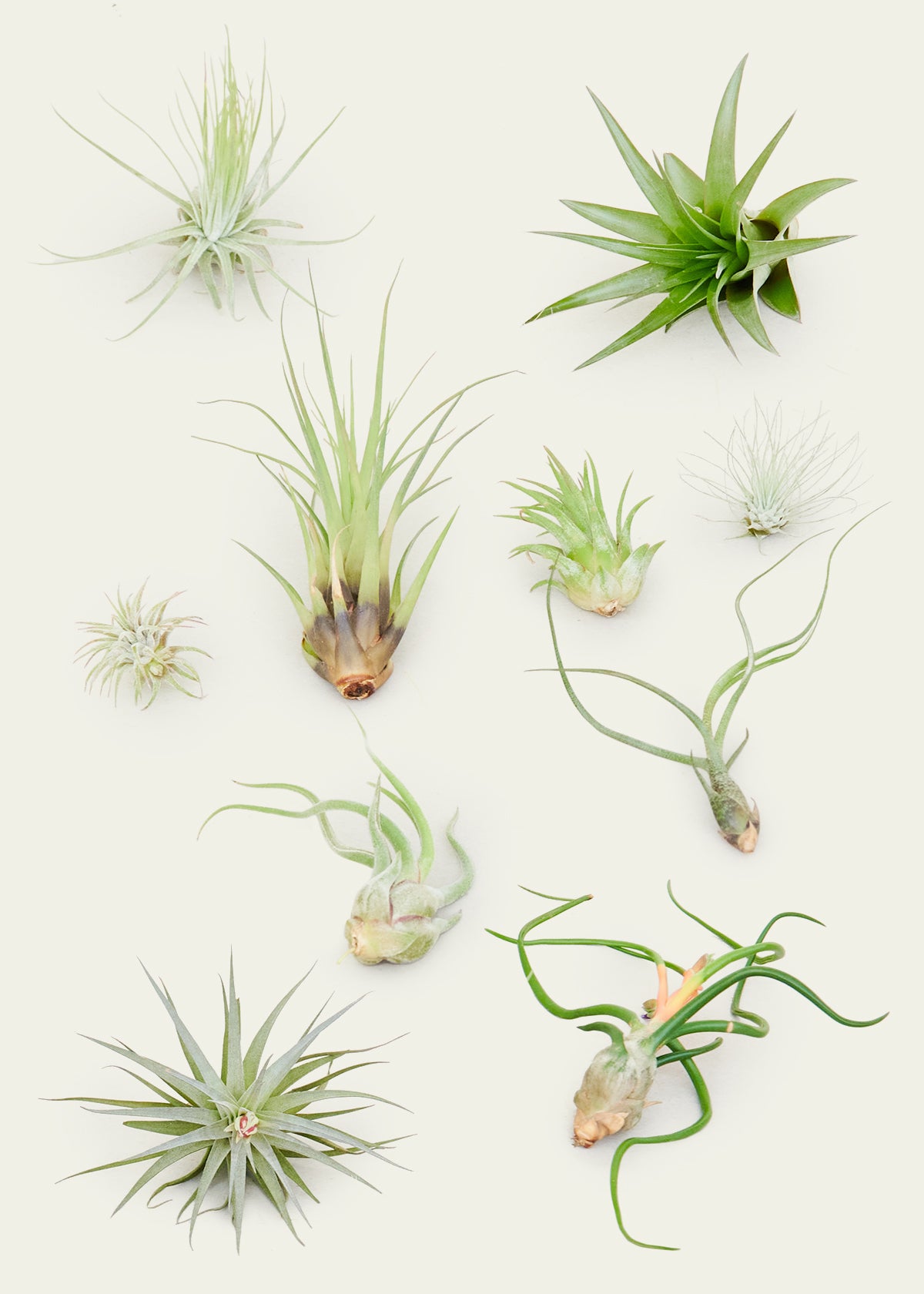 air plant subscription Mystery Air Plant Box 10-Pack – plantywoo