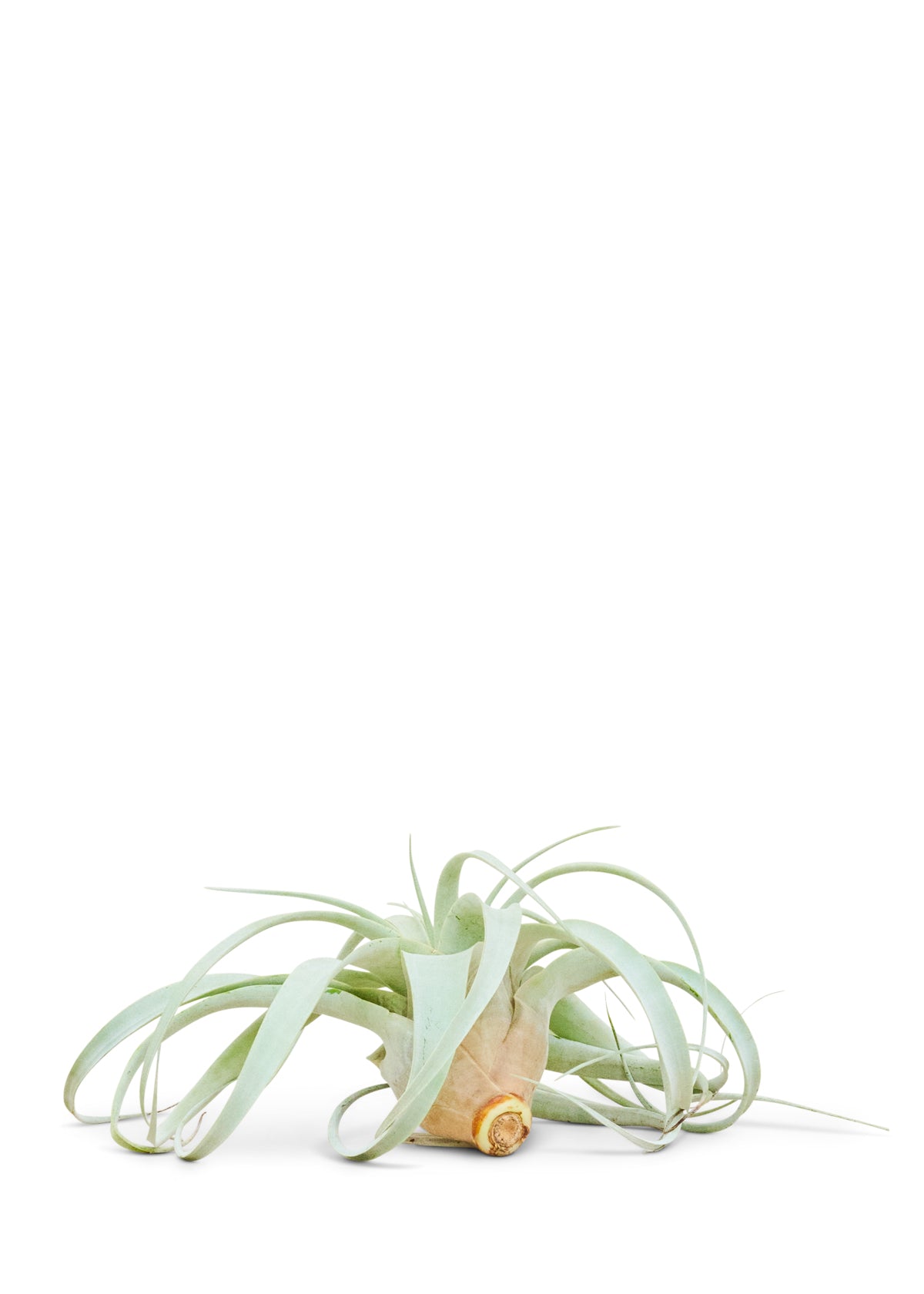 king air plant King of Air Plants, Medium