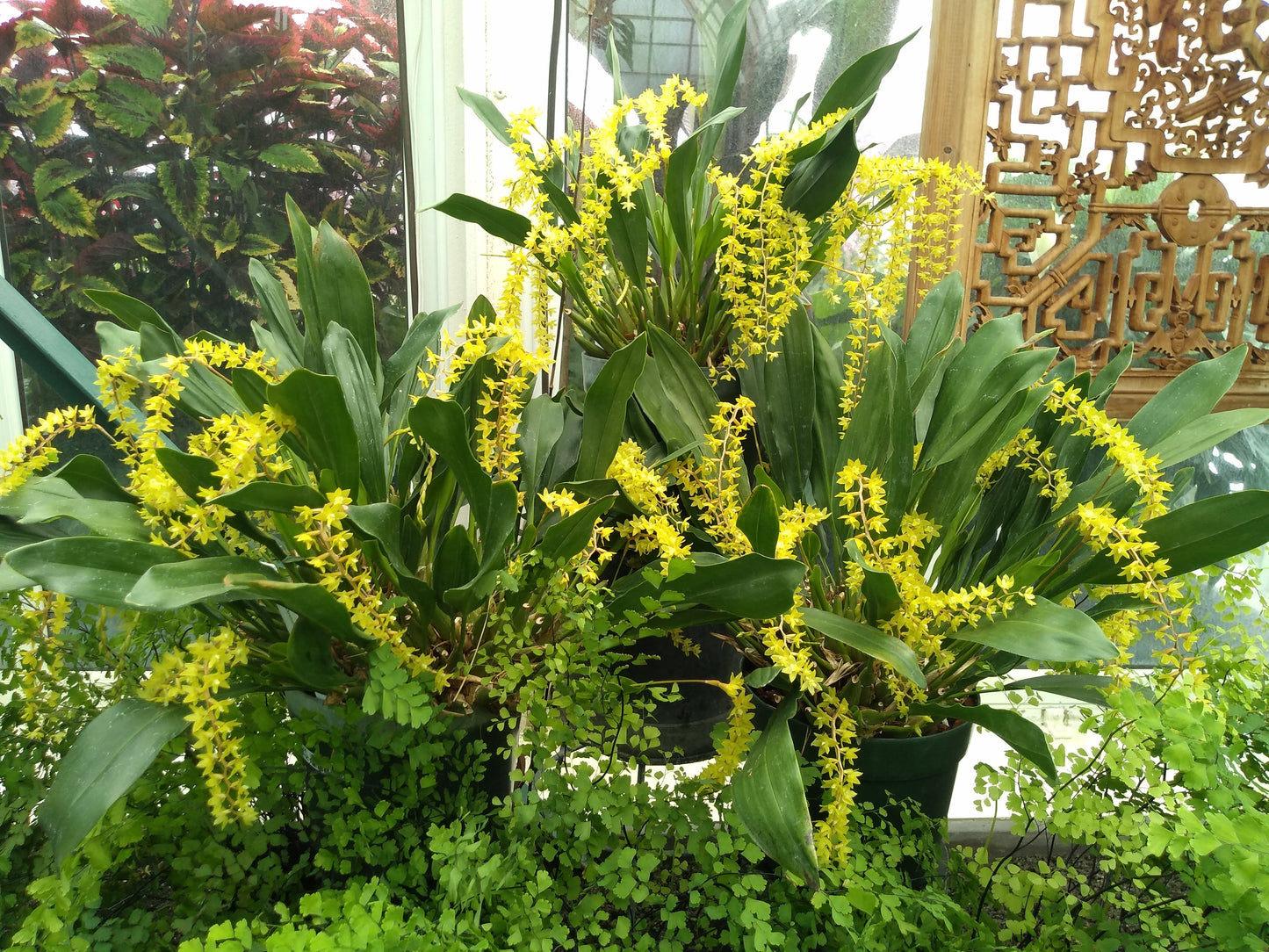 Orchids by Type and Size