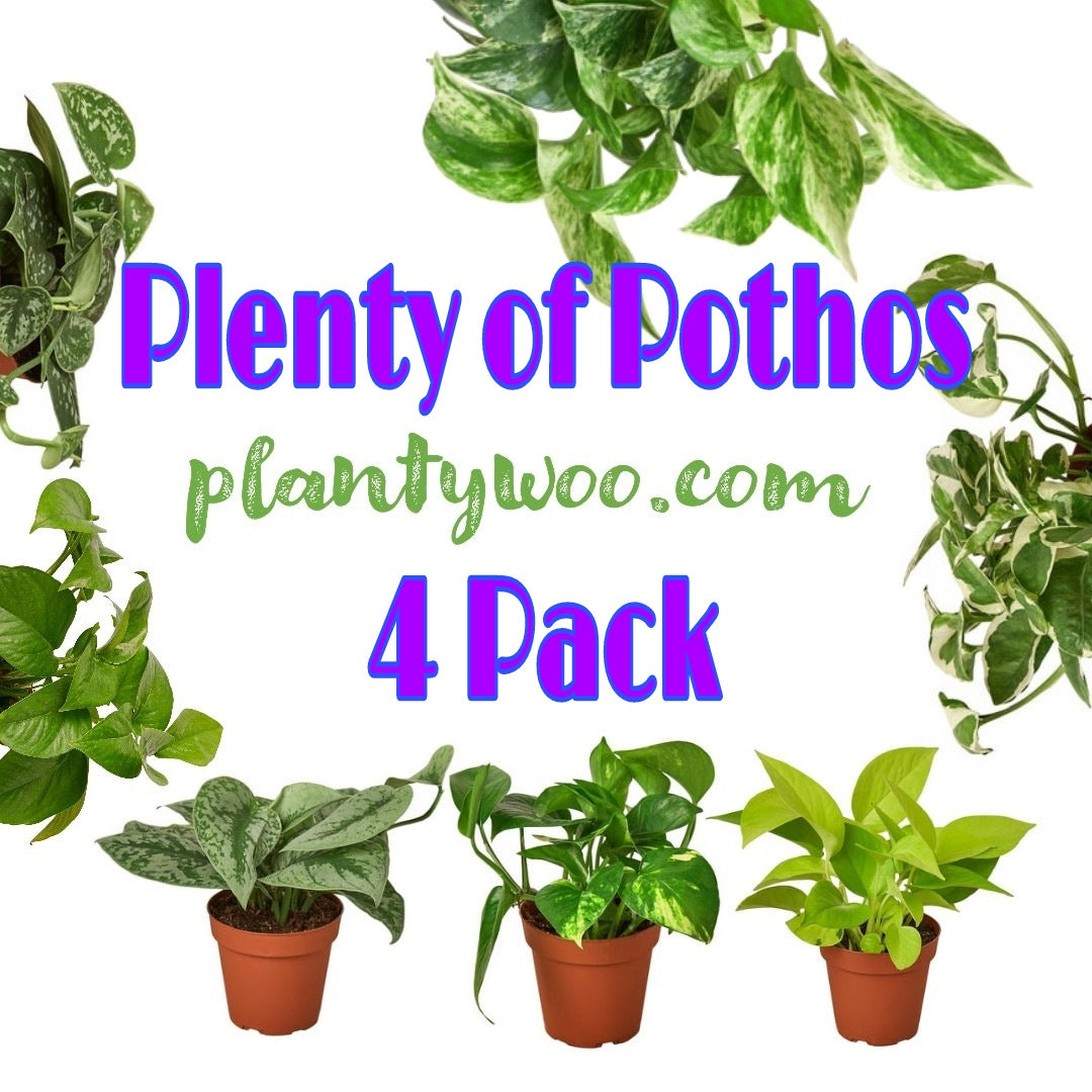 Plenty of Pothos Plantywoo Pack