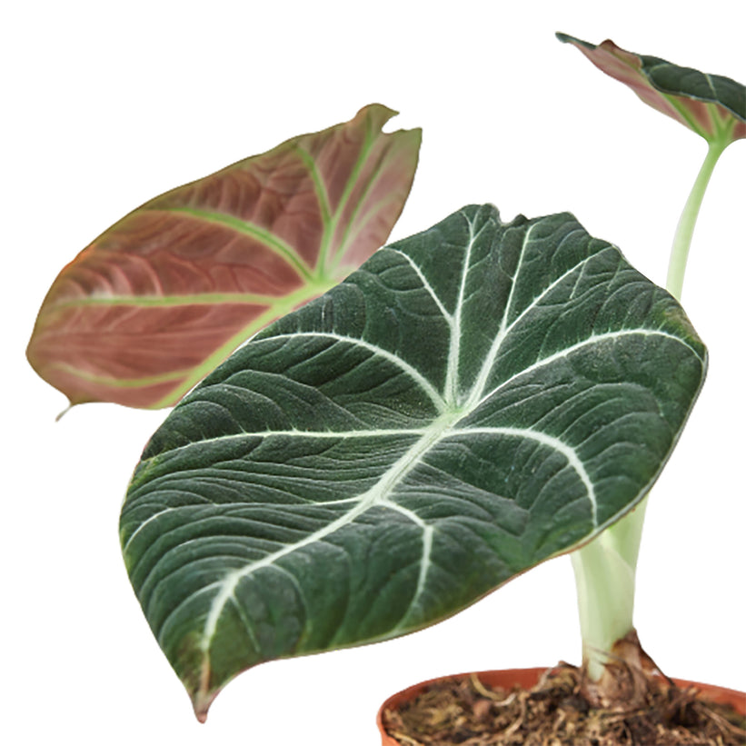 Alocasia: African Masks and Elephant Ears