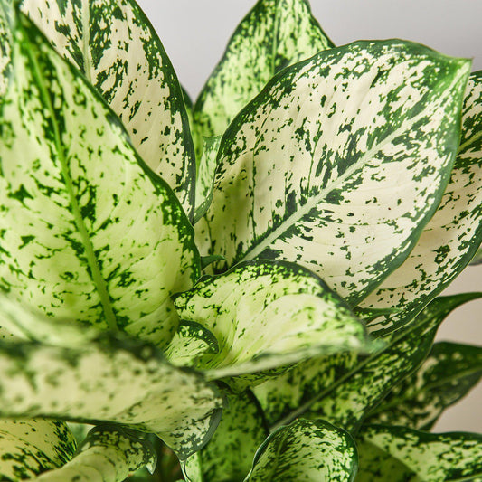 Aglaonema Chinese Evergreen