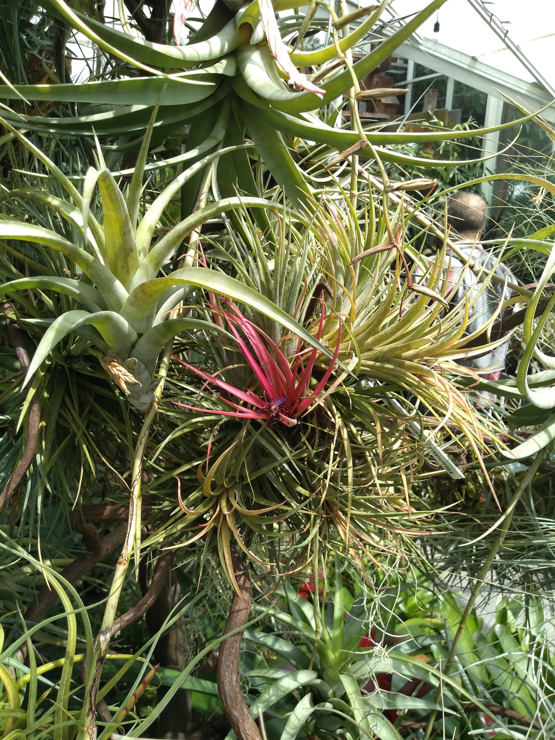 Air Plants (Tillandsias and More!)