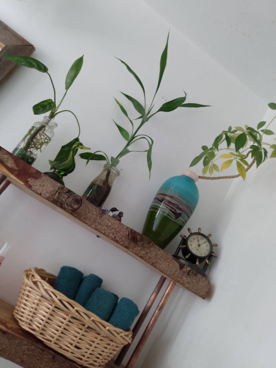 Grandma's windowsill in the age of planttok and blogs.