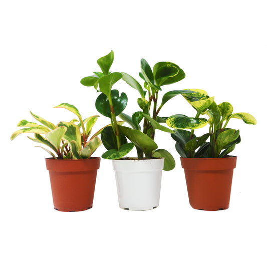 Peperomia Variety 3 Pack - 4" Pots