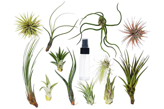 Tillandsia Air Plant Variety 3-25 Packs - w/ Spray Fertilizer