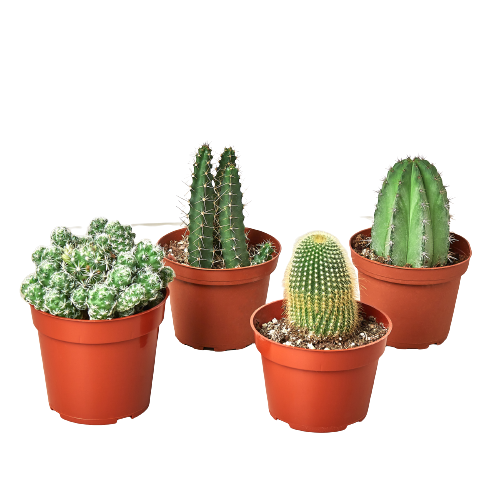 Cacti Variety 4 Pack - 4" Pot