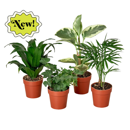 Tropical Plant Variety Bundle 3 inch, extra small
