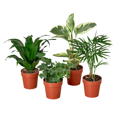 Tropical Plant Variety Bundle 2 inch, extra small