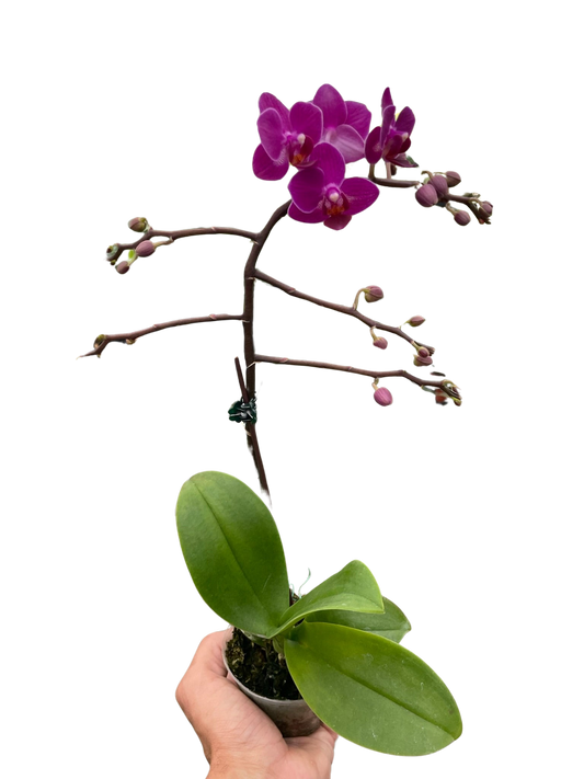Orchid 'Purple Fucshia Phalaenopsis'