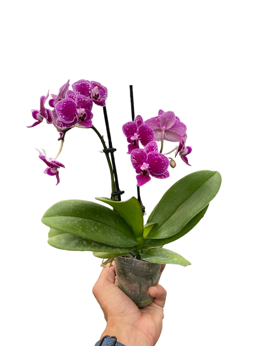 Orchid 'Purple Spotted Phalaenopsis'
