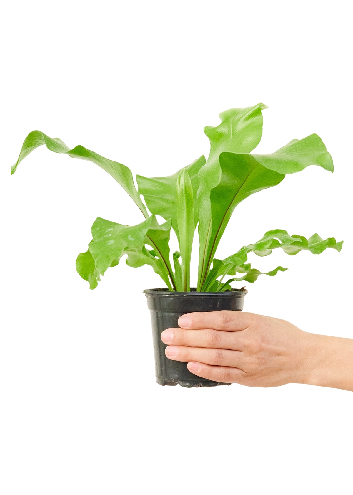 bird nest ferns for sale near me Bird's Nest Fern, Small – plantywoo