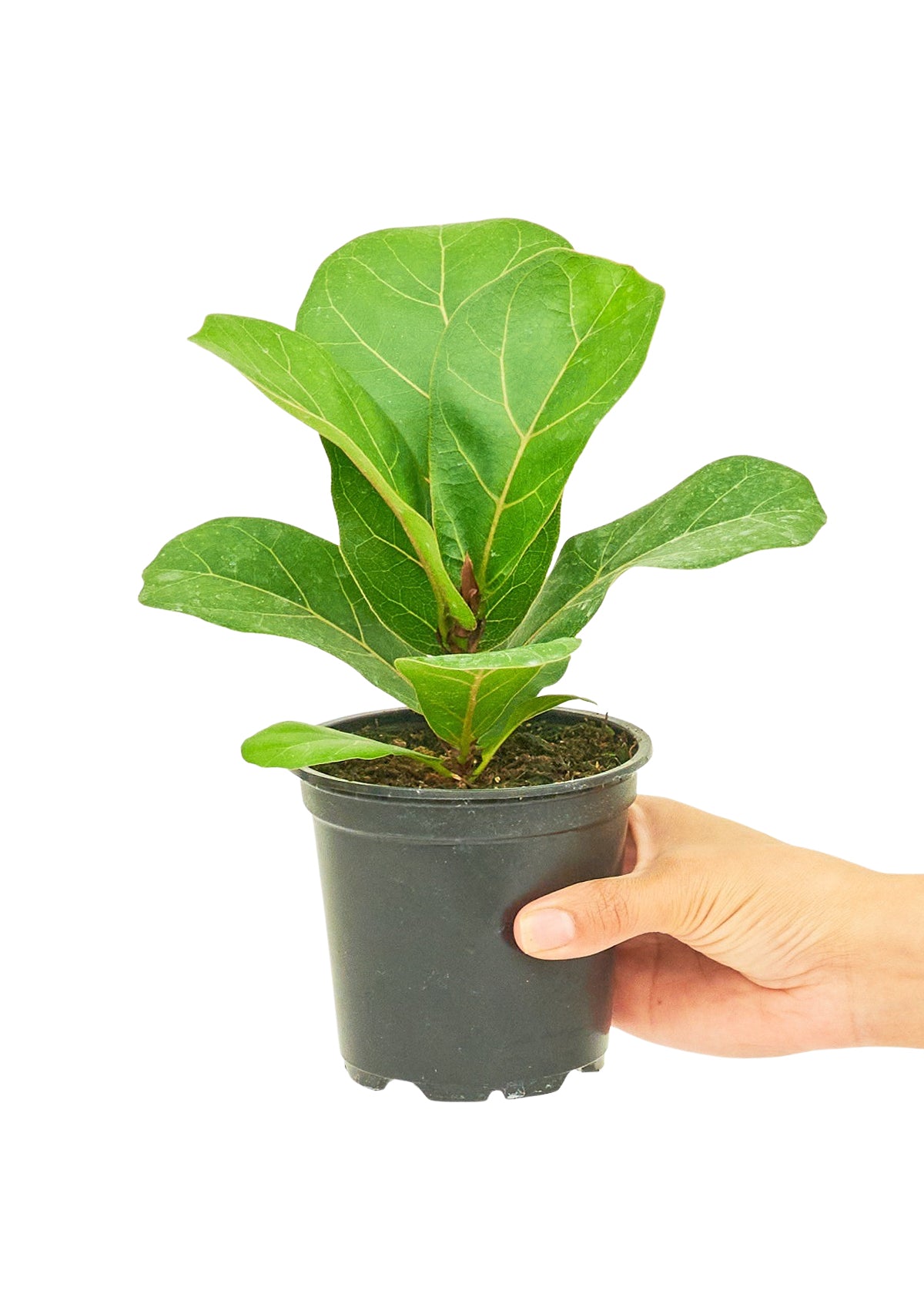 Fiddle Leaf Fig, Small