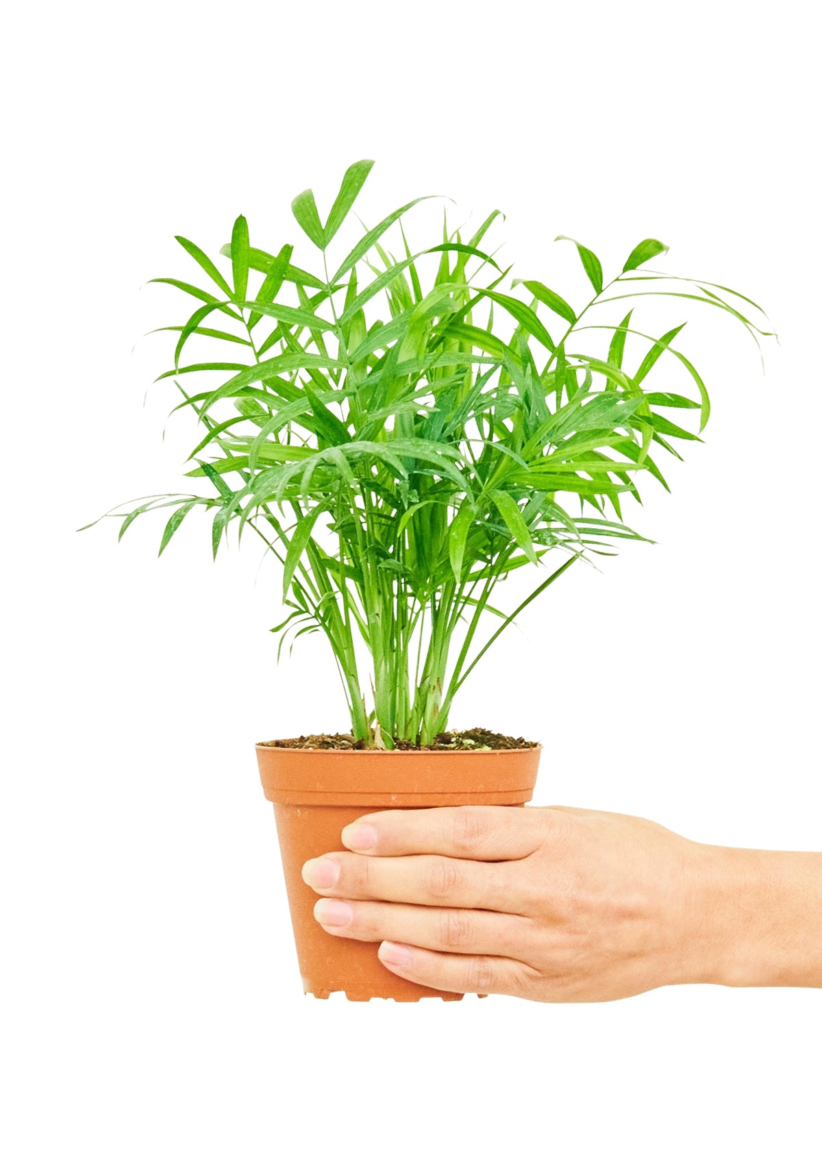 parlor palm walmart Parlor Palm, Small – plantywoo