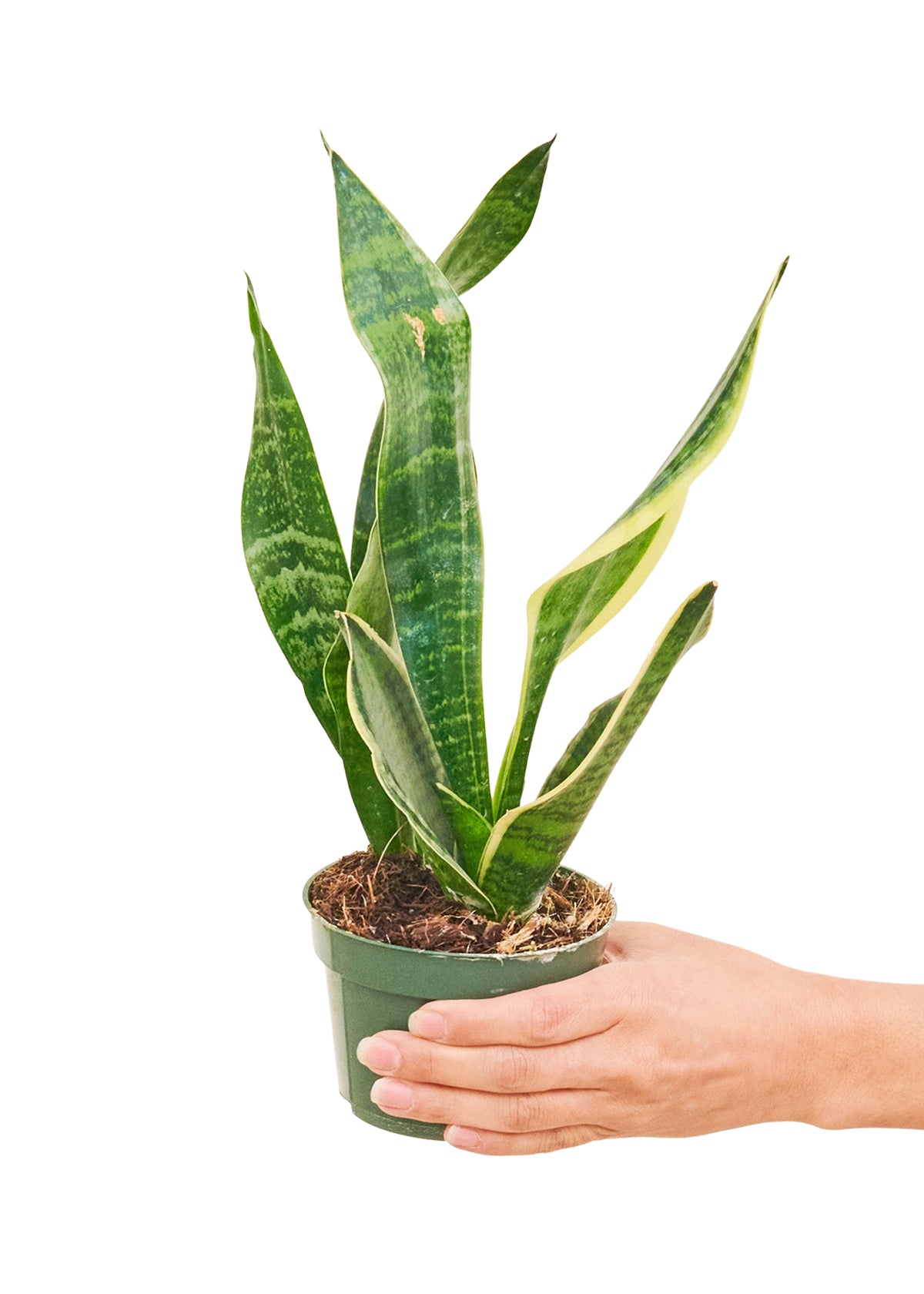 Snake Plant 'Laurentii', Small