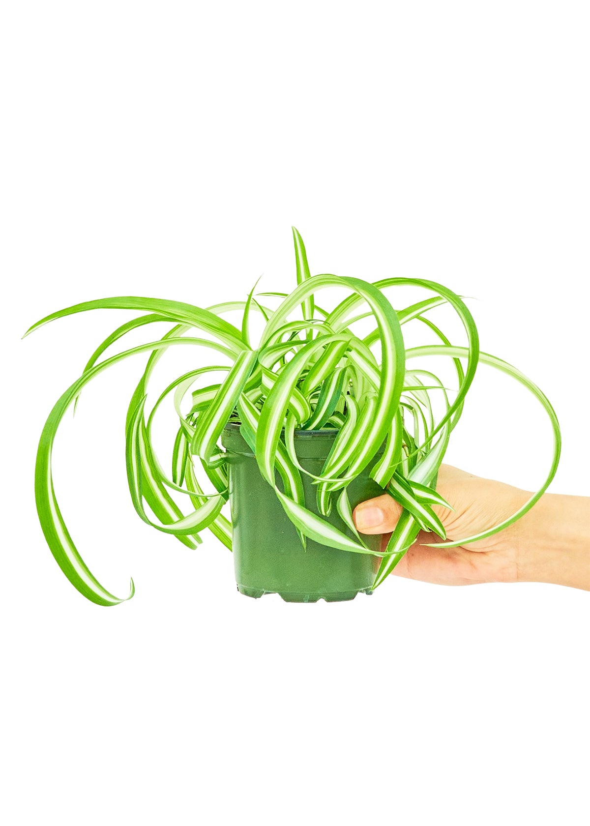 spider plant bonnie care Spider Plant 'Bonnie', Small – plantywoo