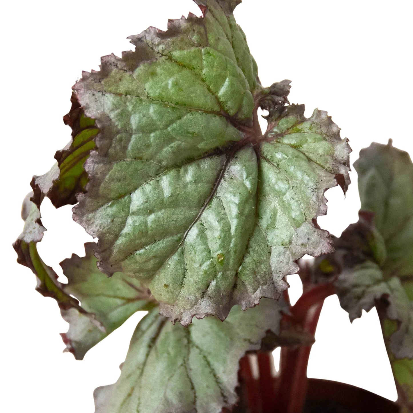 Begonia 'Rex' Variety 4 Pack - 4" or 6" Pots