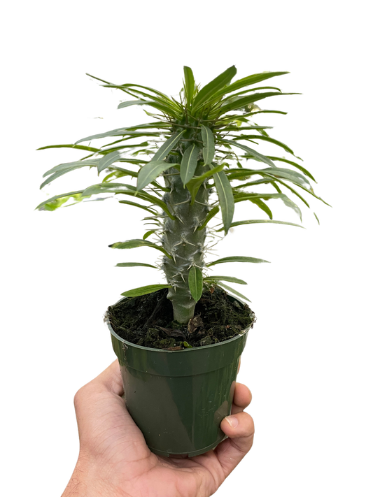 Pachypodium 'lamerei' (Madagascar Palm)