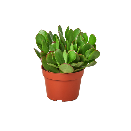 Mystery Succulent - 4" pots - Monthly Subscription Box