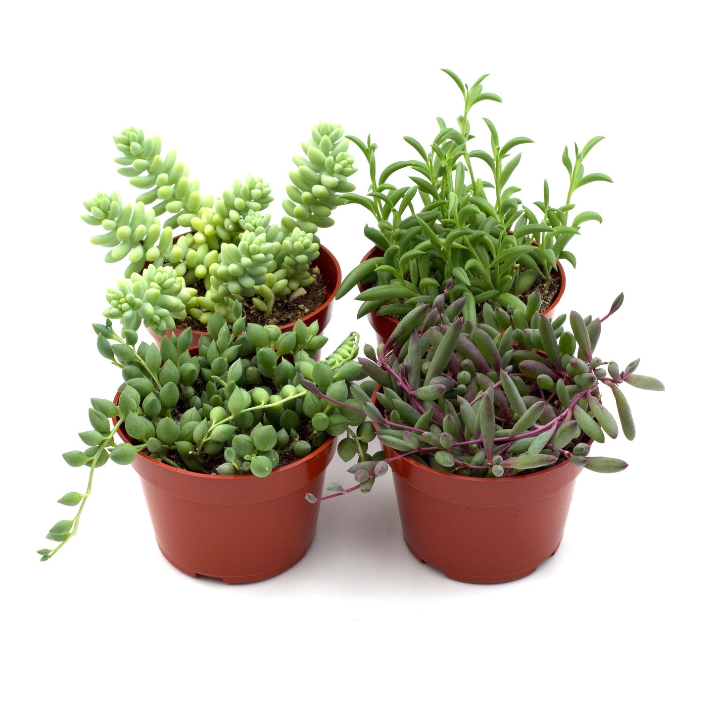 Trailing Succulents Variety 4 Pack - 4" Pots