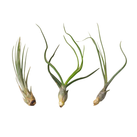 Air Plant Variety 3 Pack - Large 3"-5"