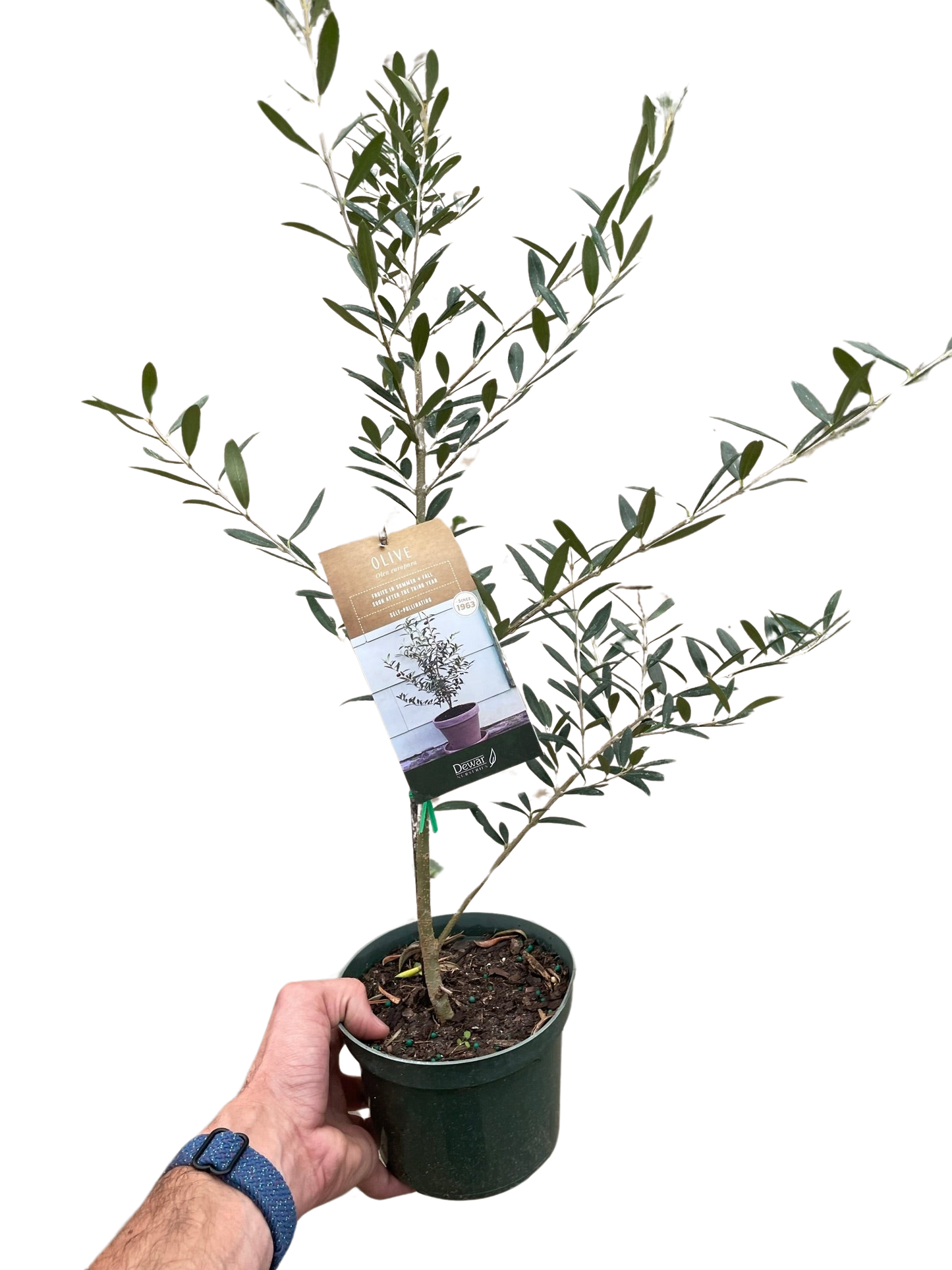 Common Olive Tree (Olea europaea)