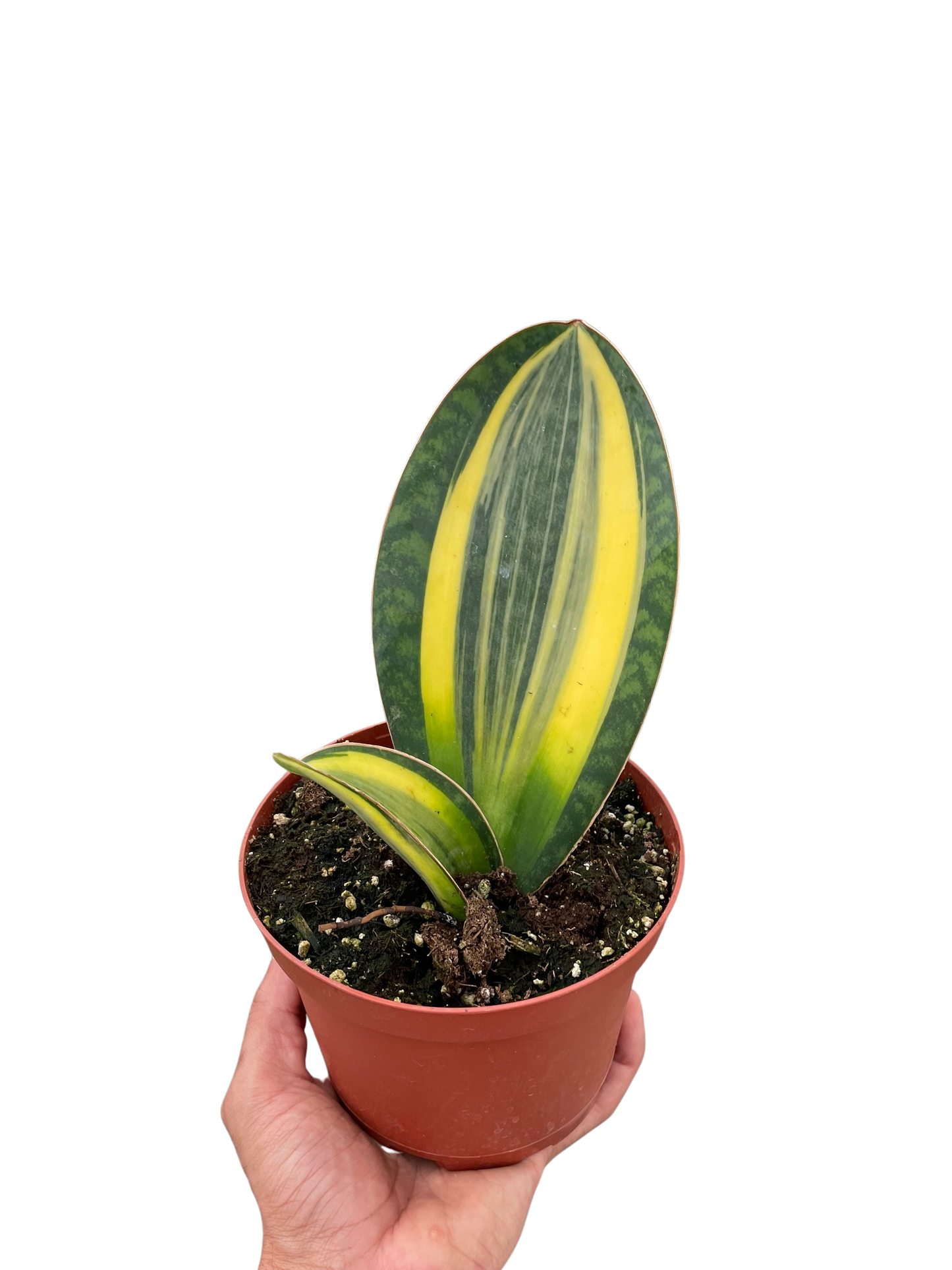 Variegated Shark Fin Snake Plant