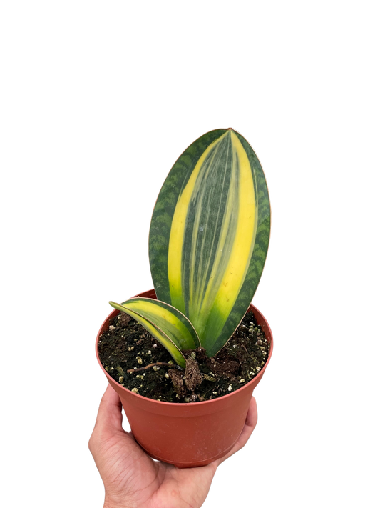 Variegated Shark Fin Snake Plant