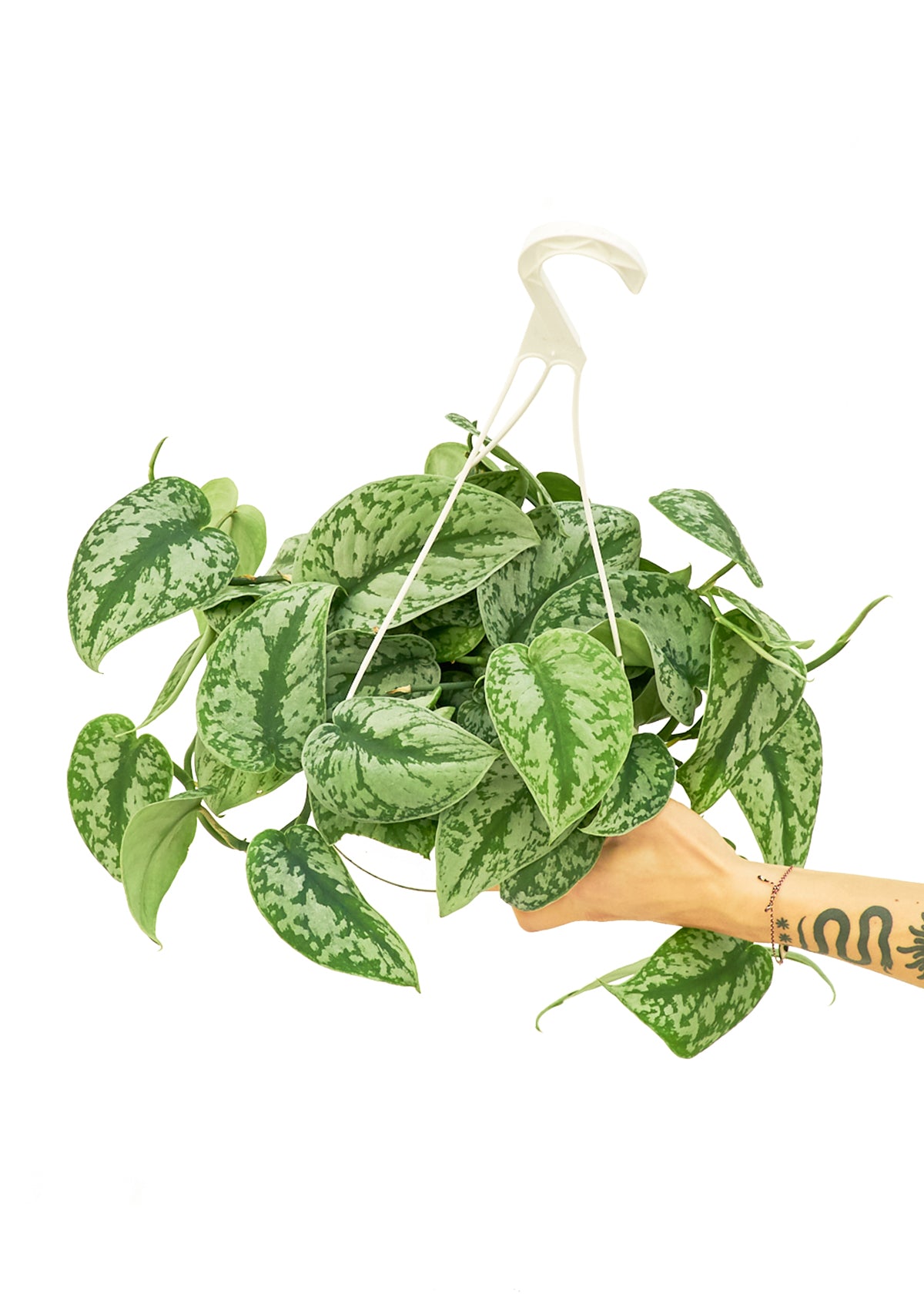 pothos exotica Silver Pothos 'Exotica', Large – plantywoo