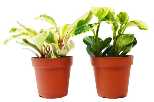 Peperomia Variety 2 Pack - 4" Pots
