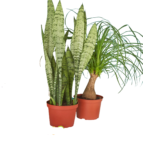 Mystery Houseplants x2 - 6" Pots - Premium Subscription box