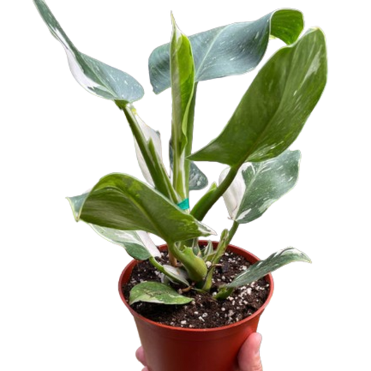 Philodendron 'White Wizard'