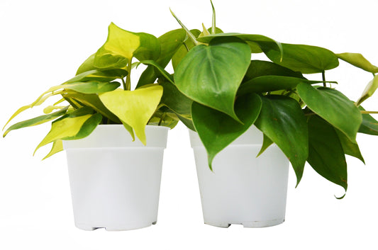 Philodendron Variety 2 Pack - 4" Pots