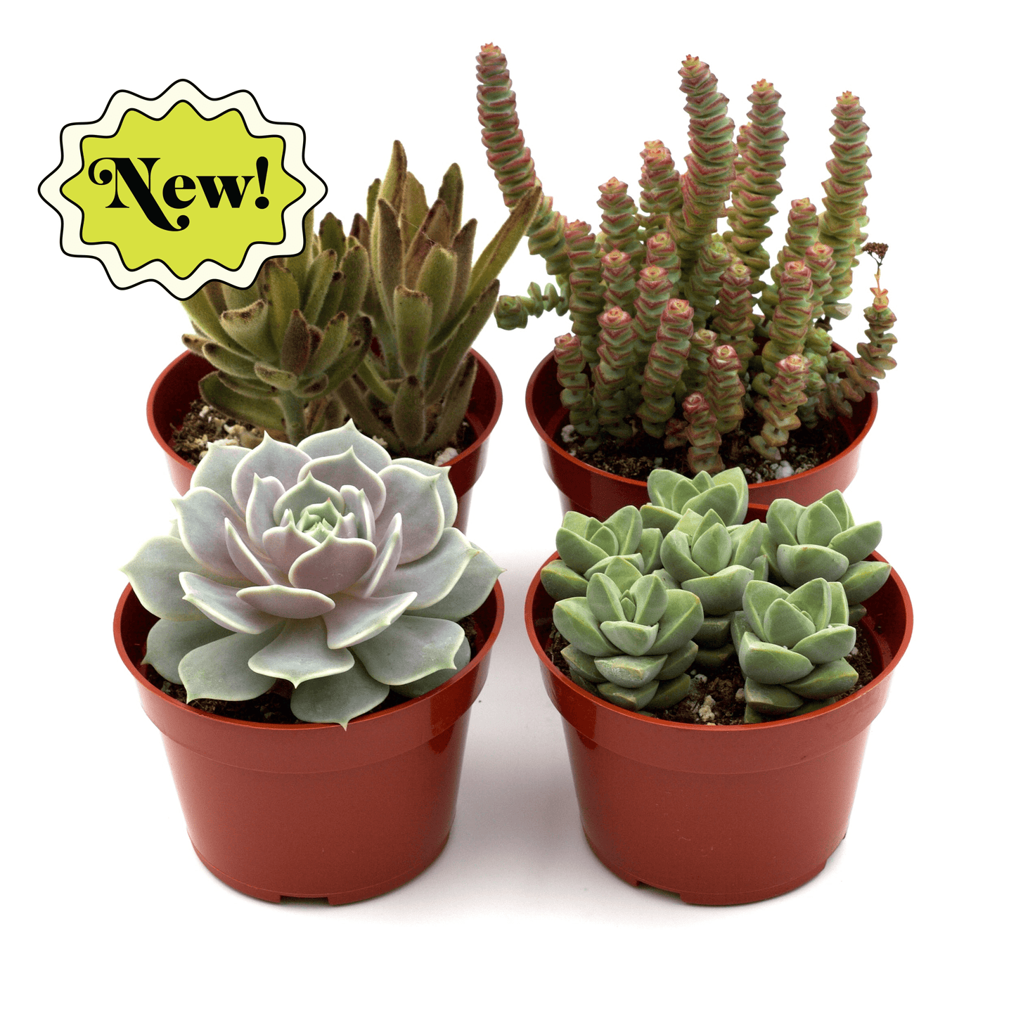 Assorted Succulent Variety 4, 12, 20 Packs -4" Pots