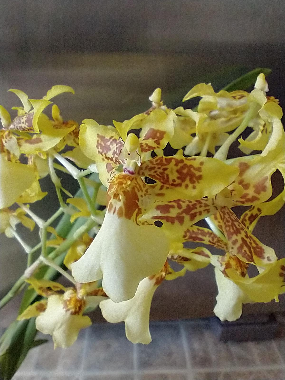 Orchids by Type and Size