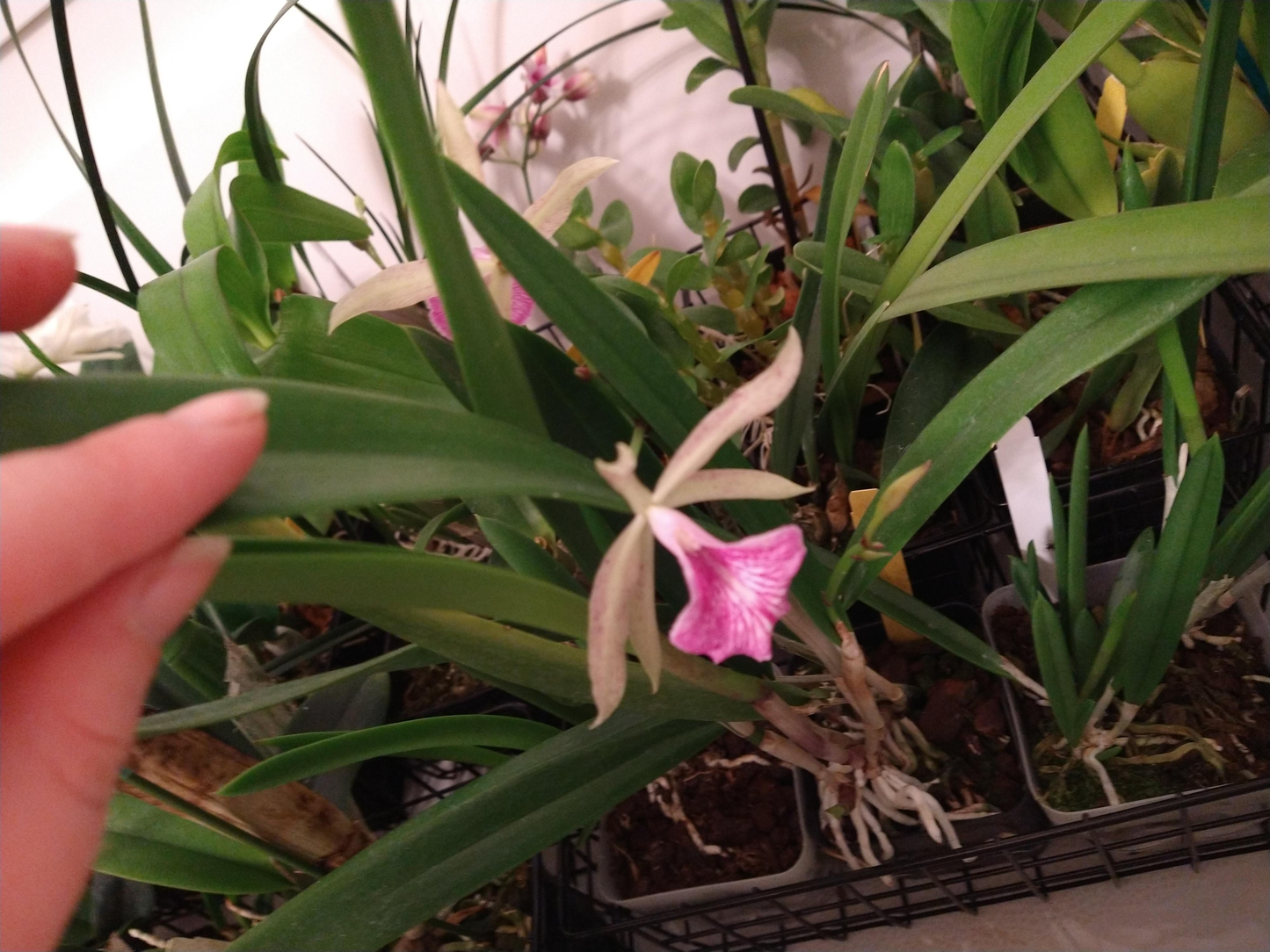 Orchids by Type and Size