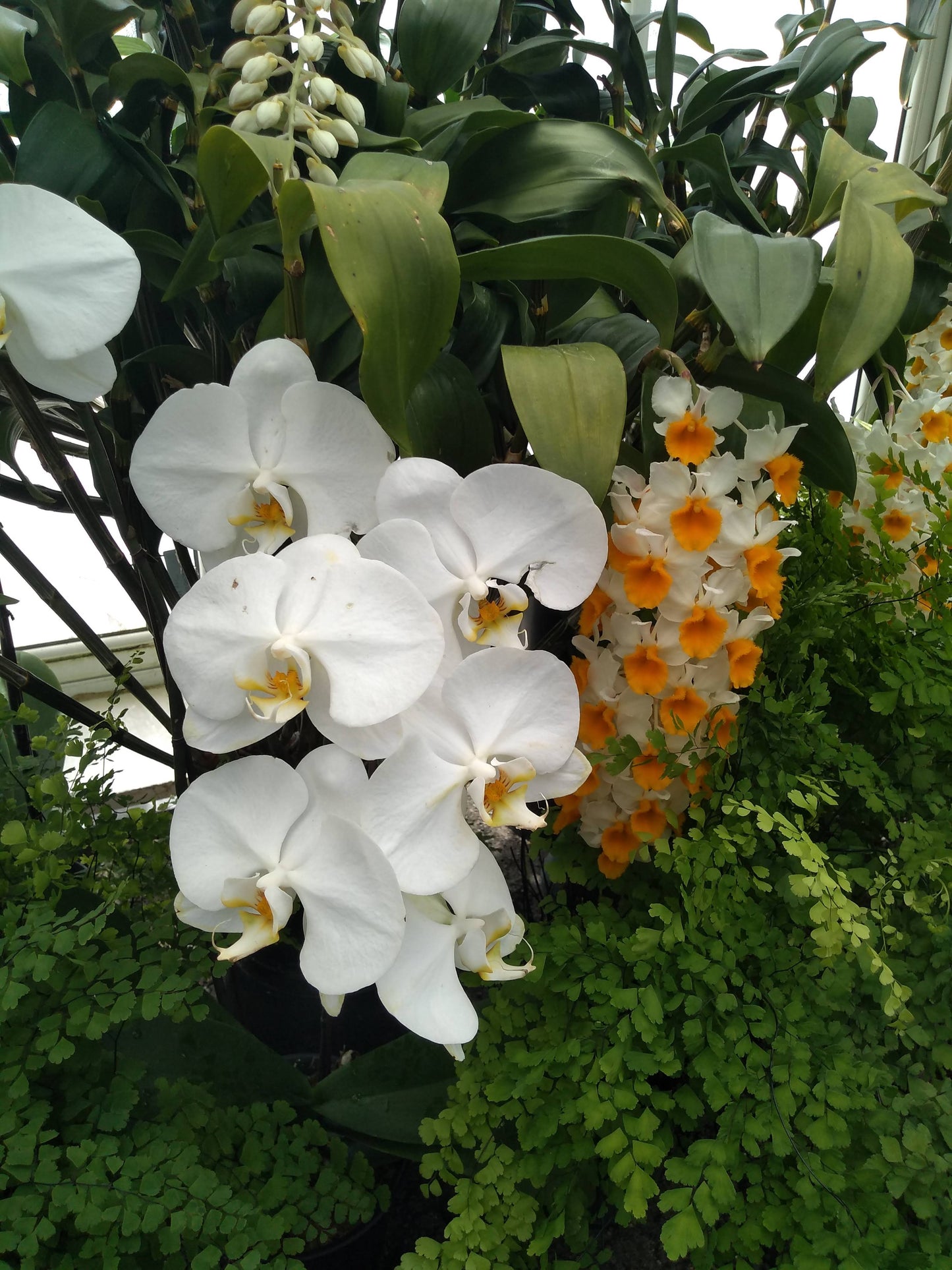 Orchids by Type and Size