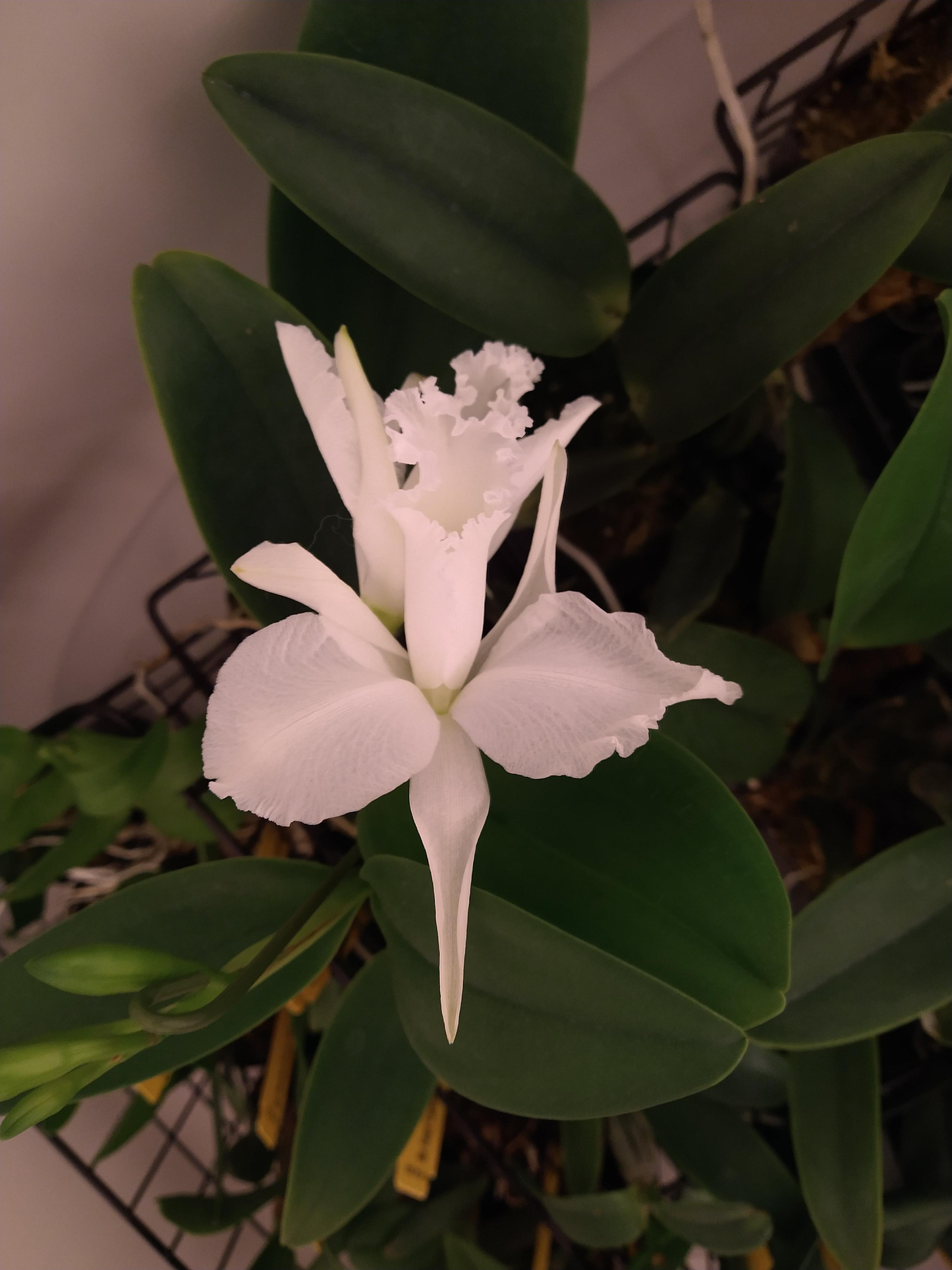 Orchids by Type and Size