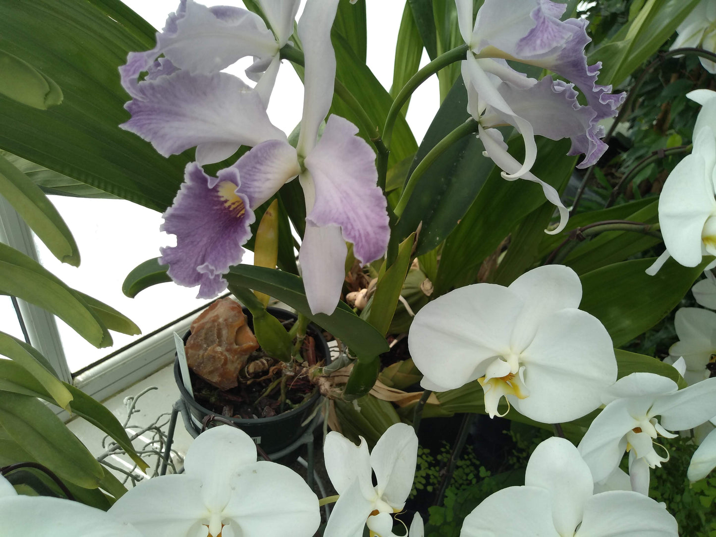 Orchids by Type and Size